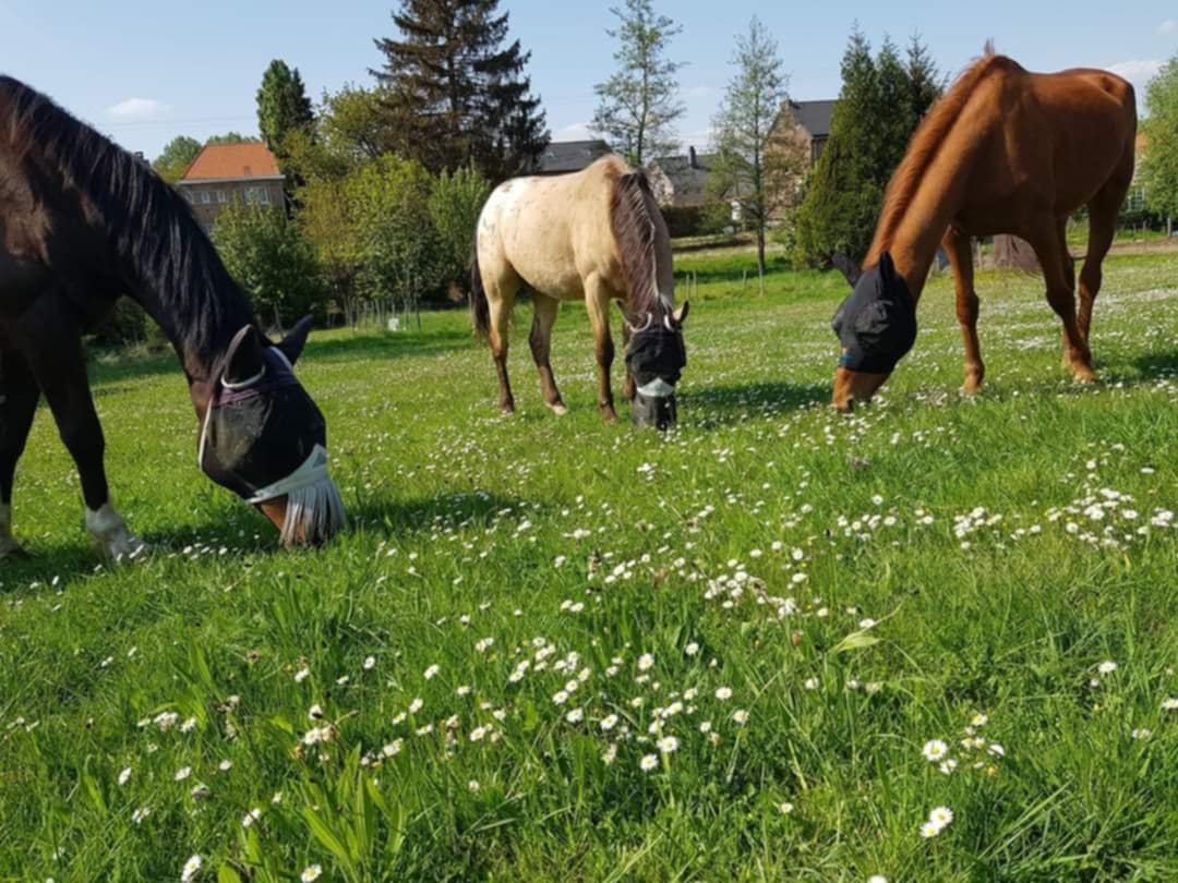 Rentrer/sortir vos chevaux