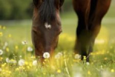 Naturopathe