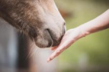 Equi-coaching, développement personnel