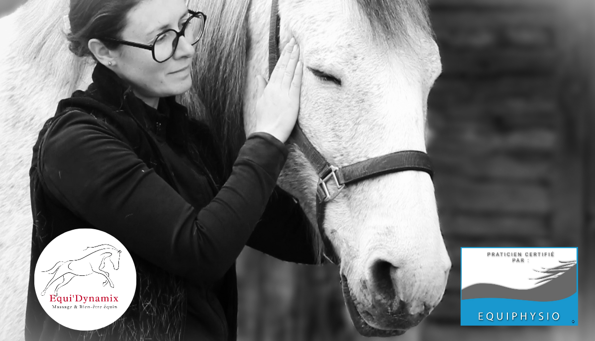 Equi'Dynamix 🔸 Massage Sportif Équin & Bien-être