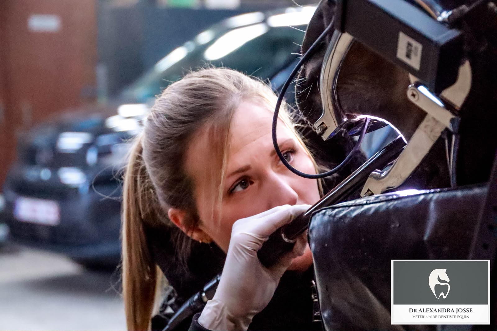 Logo Dr. Alexandra Josse - Vétérinaire Dentiste Equin