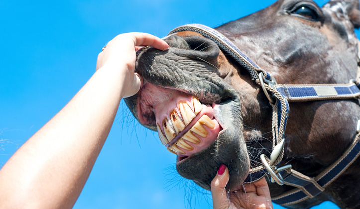 Dentisterie